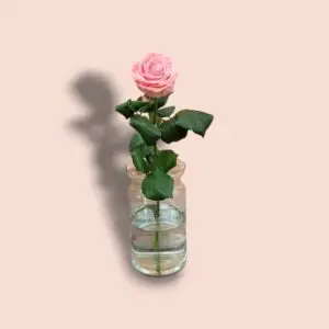 Pink Rose