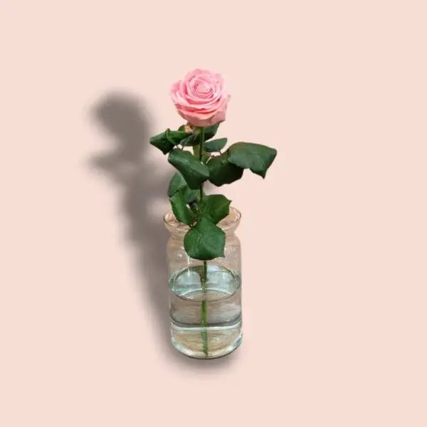 Pink Rose