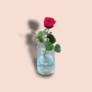Red Rose