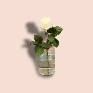 White Rose
