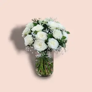 Gypsophila